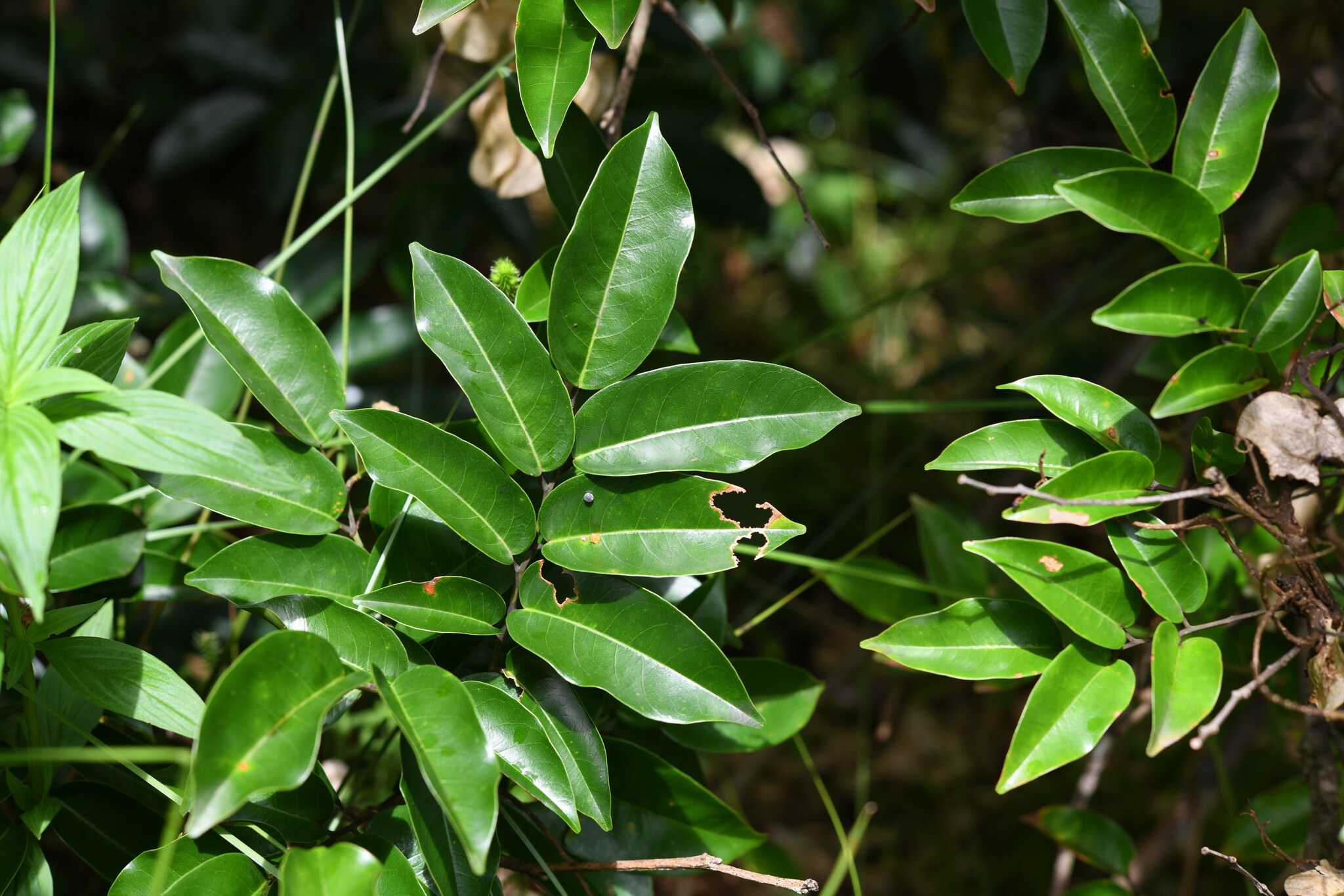 Pterocarpus rohrii 